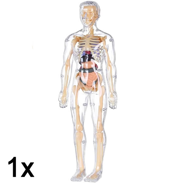 1x Inimese keha anatoomia 3D õppemudel | FLESHTOPIA