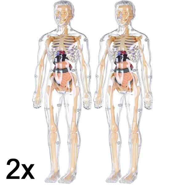 2x Inimese keha anatoomia 3D õppemudel | FLESHTOPIA